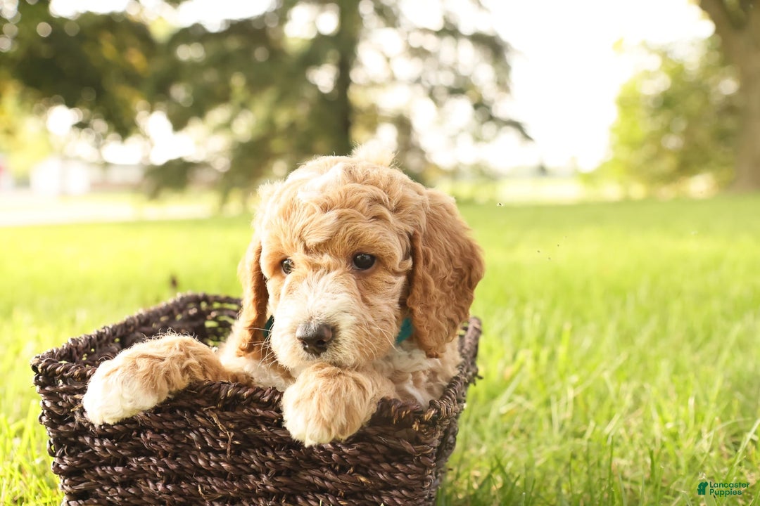 Mini Goldendoodle dogs for sale: Rio - Image 8