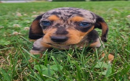 Miniature Dachshund dogs for sale: Denver - Image 2