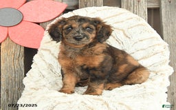 Mini Goldendoodle dogs for sale: Monty - Image 2