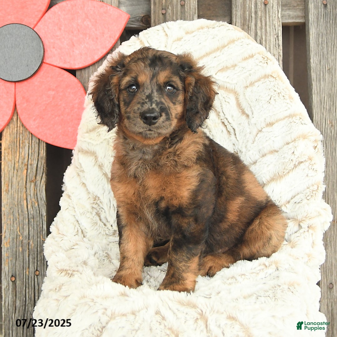 Mini Goldendoodle dogs for sale: Monty - Image 2
