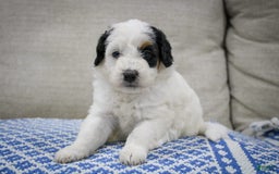 Mini Bernedoodle dogs for sale: Lennon - Image 17