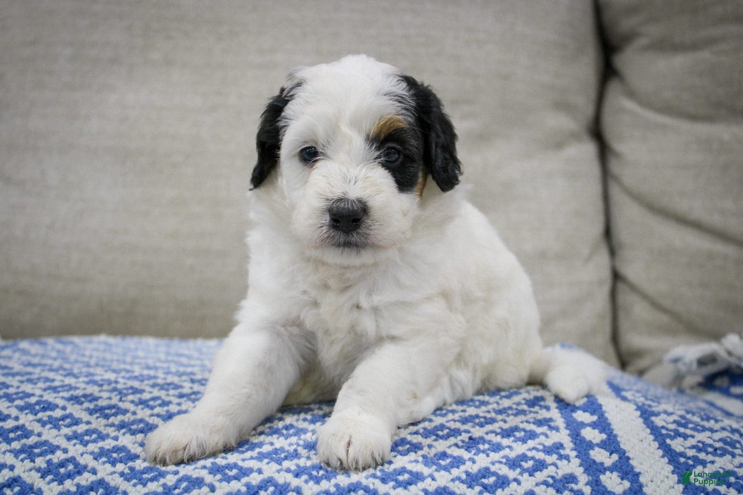 Mini Bernedoodle dogs for sale: Lennon - Image 17