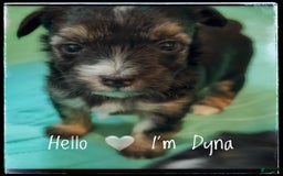Yorkshire Terrier dogs for sale: Dodger - Image 3