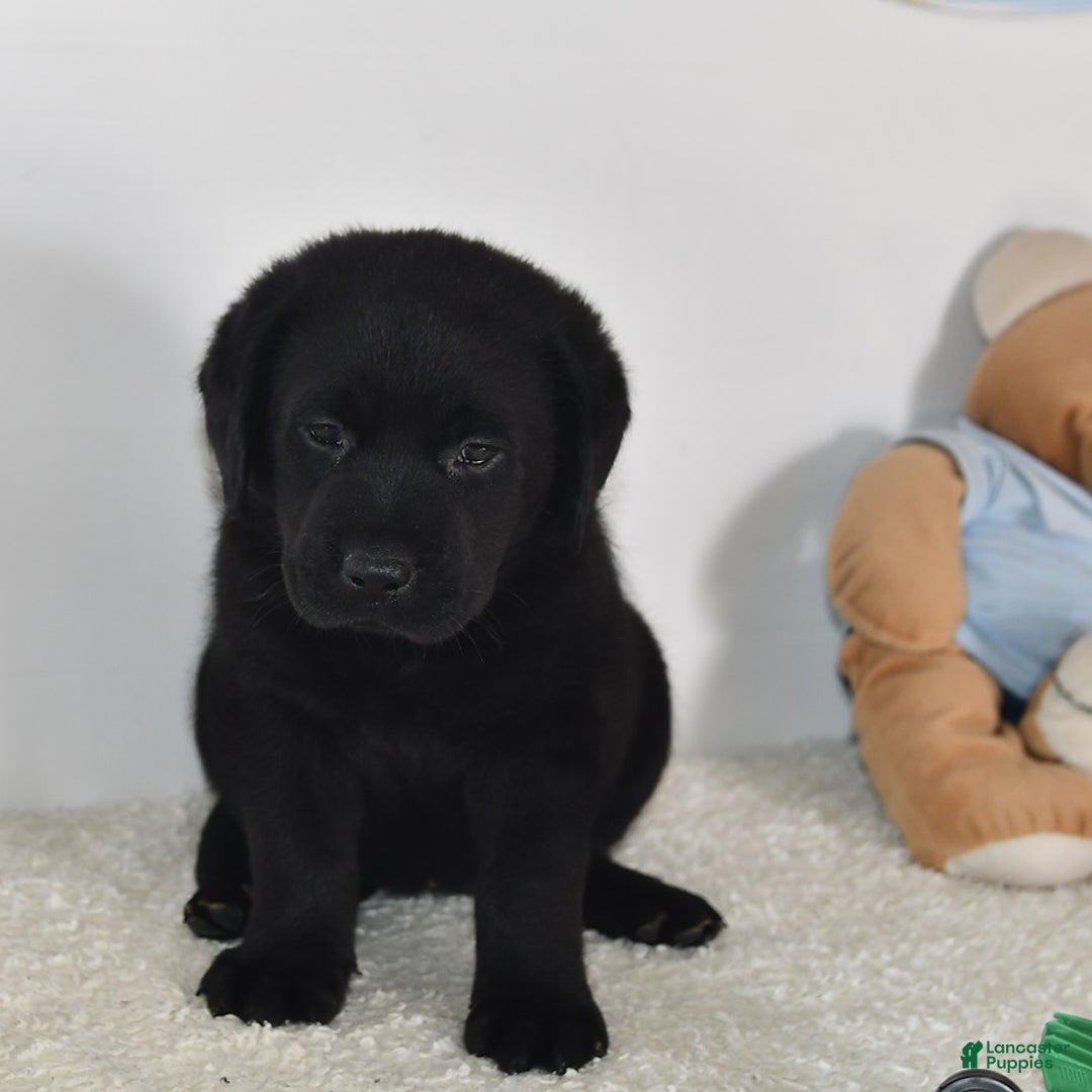 Labrador Retriever dogs for sale: Chloe - Image 1