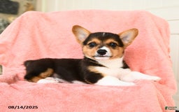 Welsh Corgi Pembroke dogs for sale: Vermont AKC - Image 3