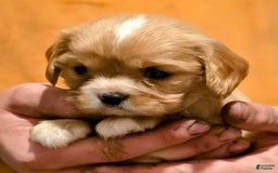 Cavalier King Charles Spaniel dogs for sale: Redford - Image 4