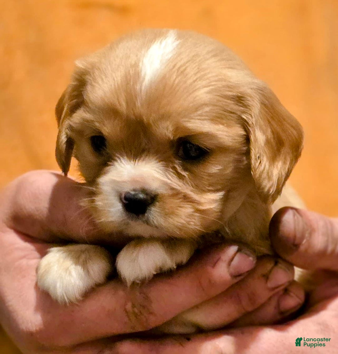 Cavalier King Charles Spaniel dogs for sale: Redford - Image 4