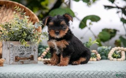 Shorkie dogs for sale: Holly - Image 1