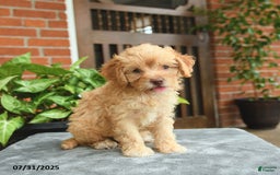 Havapoo dogs for sale: Graham - Image 3