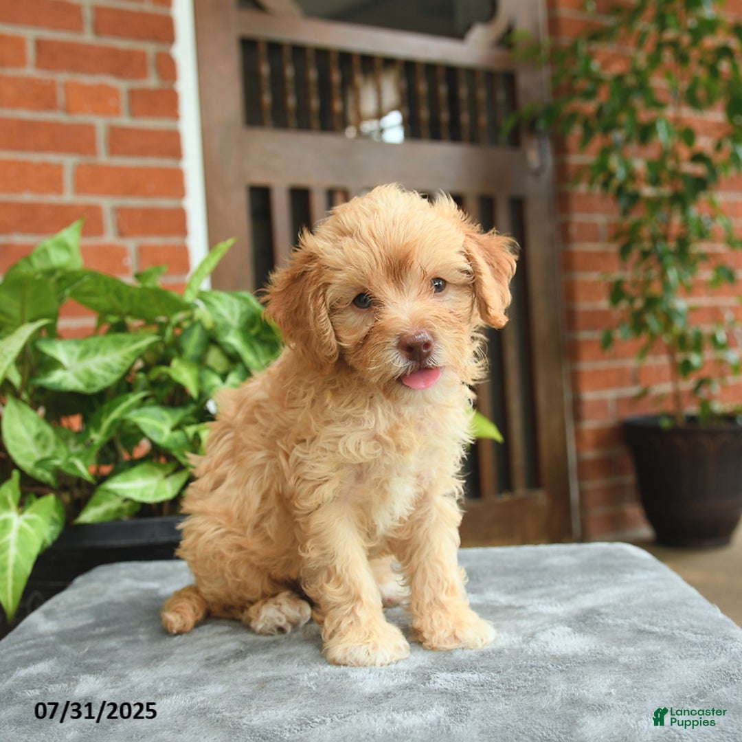 Havapoo dogs for sale: Graham - Image 3