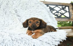 Miniature Dachshund dogs for sale: Brynn - Image 1