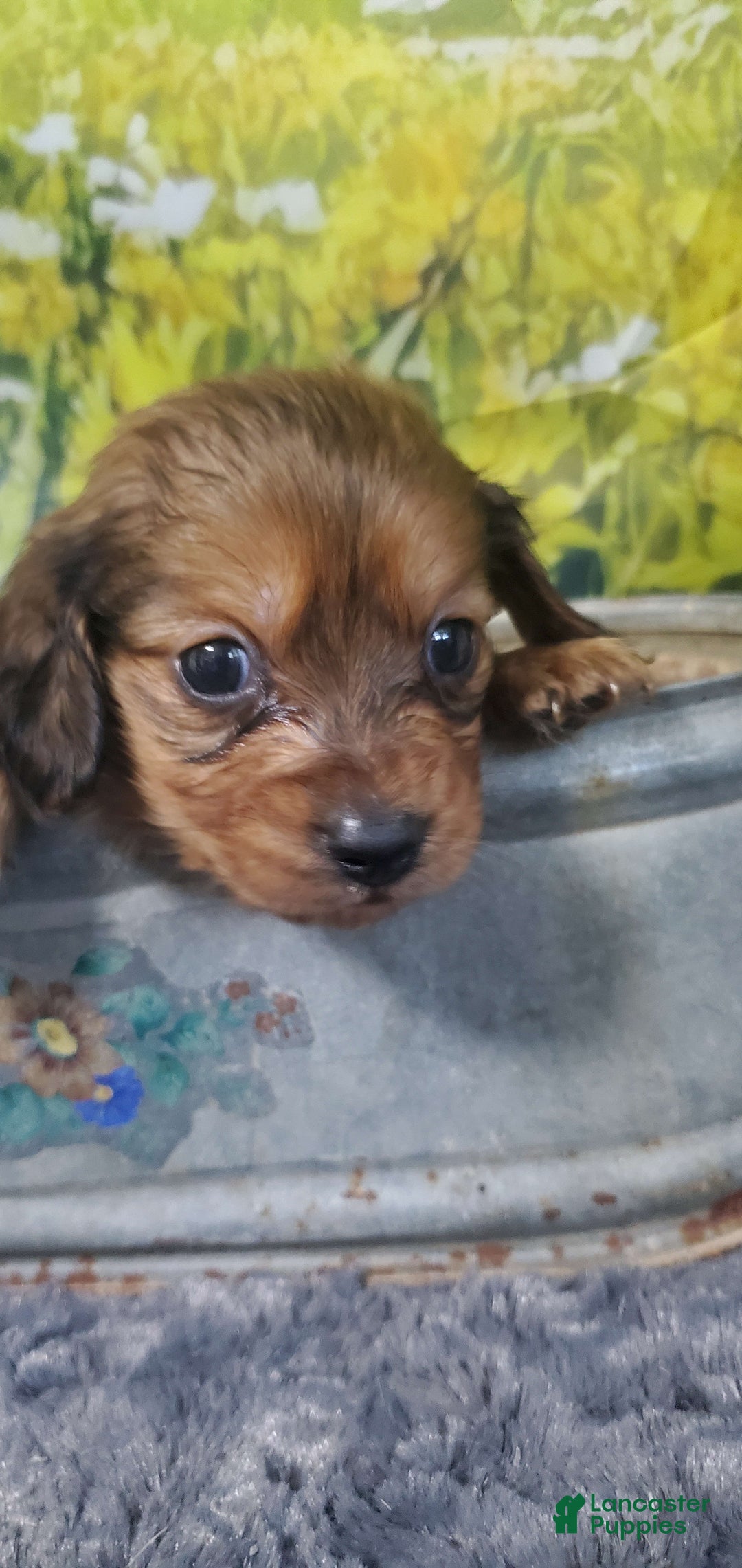 Miniature Dachshund dogs for sale: Brule - Image 6