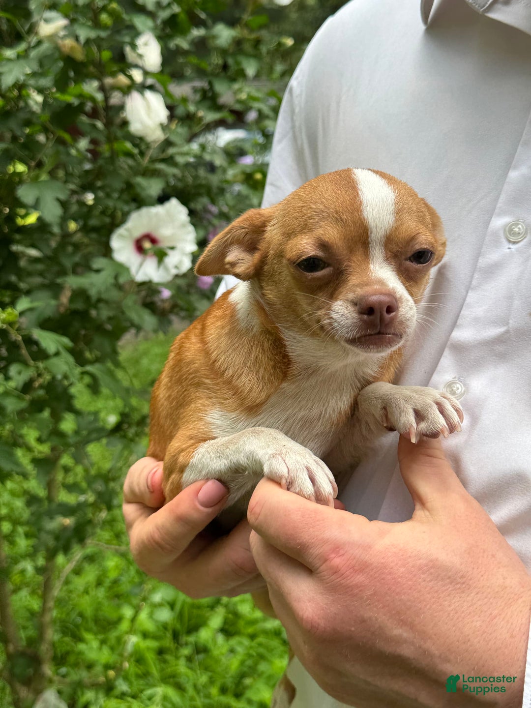 Chihuahua dogs for sale: Chihuahua 2 puppies - Image 15