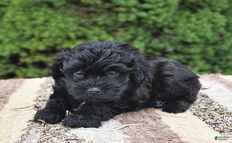 Havapoo dogs for sale - Ad 2