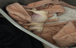 French Bulldog dogs for sale: Soilder - Image 4