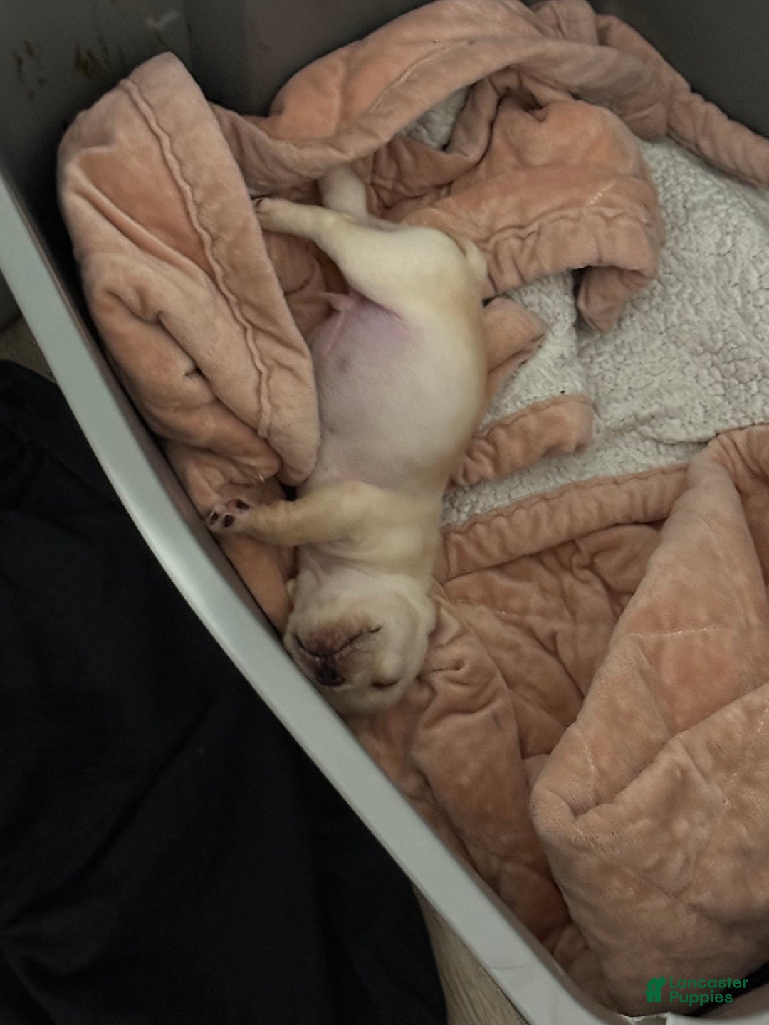 French Bulldog dogs for sale: Soilder - Image 4