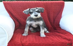 Miniature Schnauzer dogs for sale: Malenna - Image 18