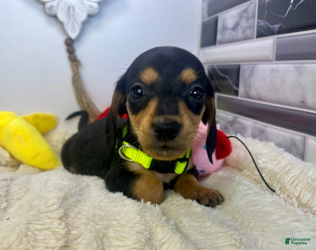 Miniature Dachshund dogs for sale: James - Image 14