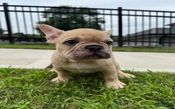 French Bulldog dogs for sale: Rocco - Image 4