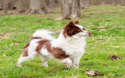 Pomeranian dogs for sale: Leno - Image 7