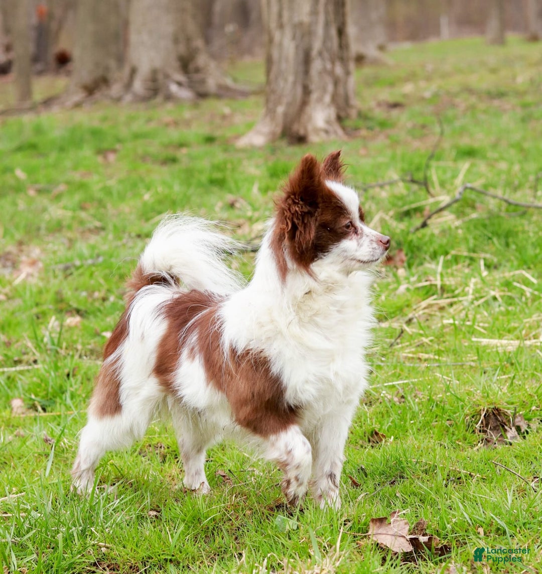 Pomeranian dogs for sale: Leno - Image 7