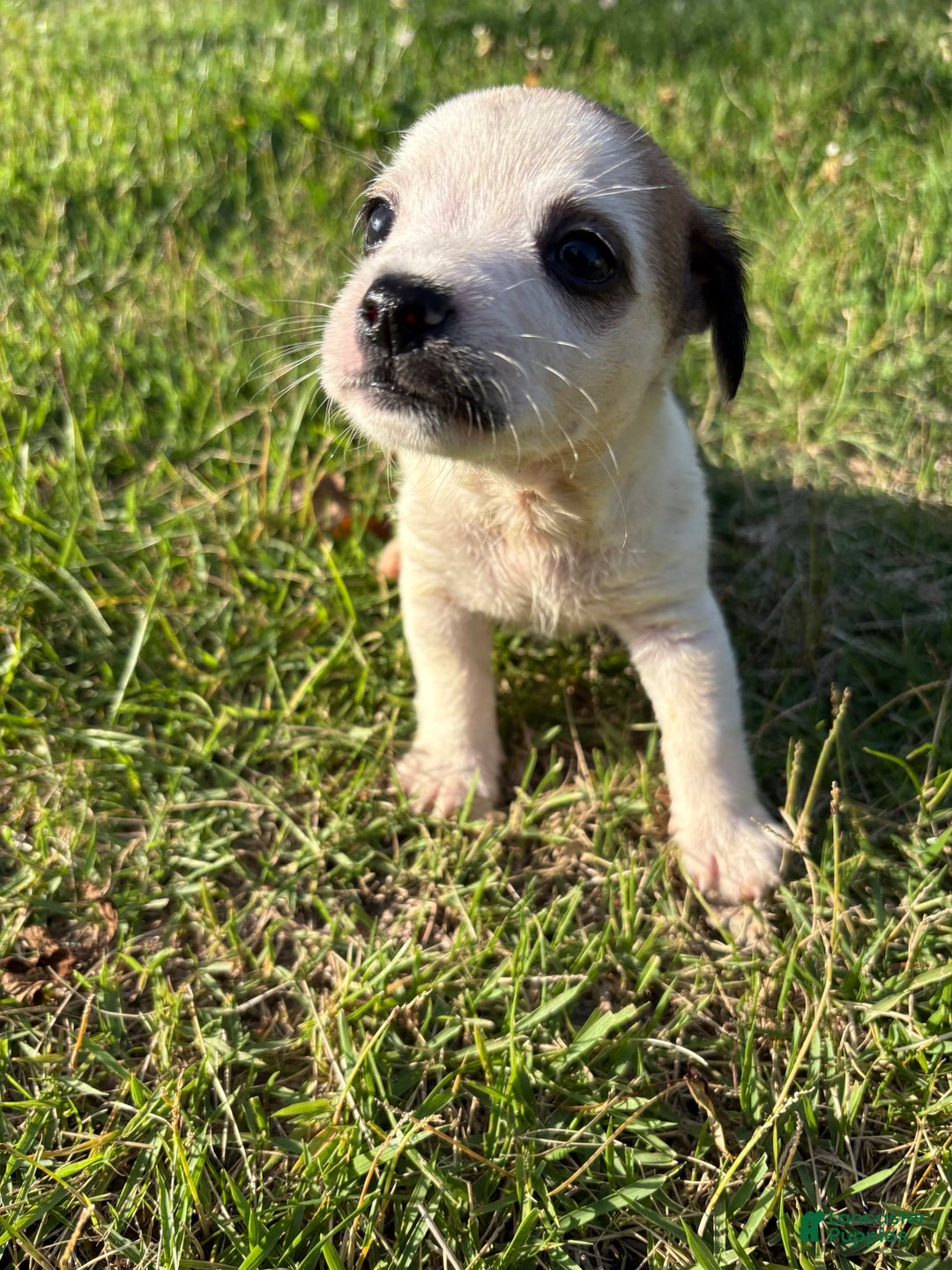 Jack Russell Terrier dogs for sale: Rocky - Image 6