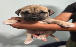Cane Corso dogs for sale: Bingo - Image 4