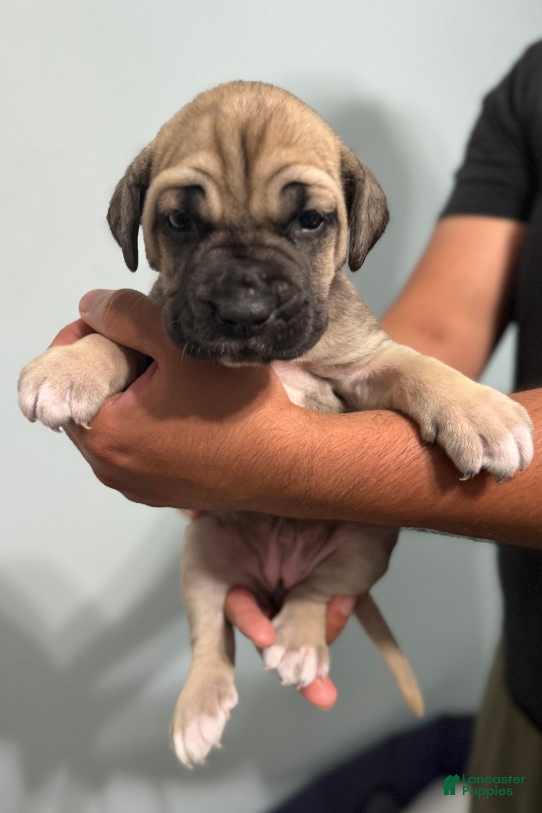 Cane Corso dogs for sale: Bingo - Image 4