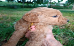 Goldendoodle dogs for sale: Yellow - Image 1