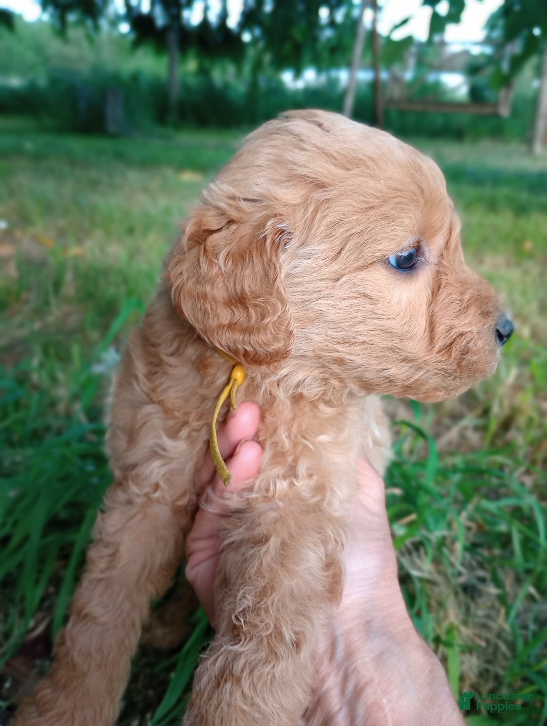 Goldendoodle dogs for sale: Yellow - Image 1