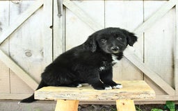 Australian Shepherd dogs for sale: Bella - Image 5