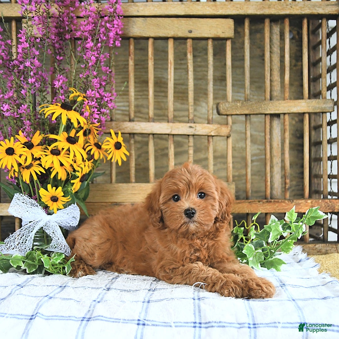 Cavapoo dogs for sale: Finnley - Image 4