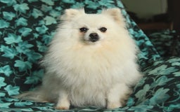 Pomeranian dogs for sale: Gloria - Image 1