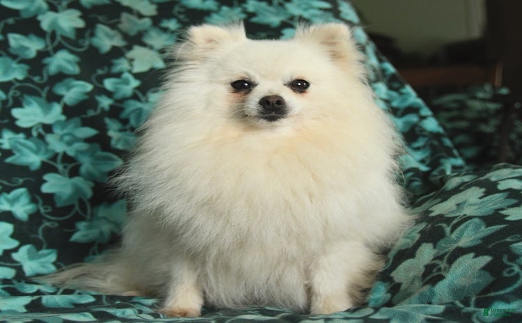 Pomeranian dogs for sale - Ad 1