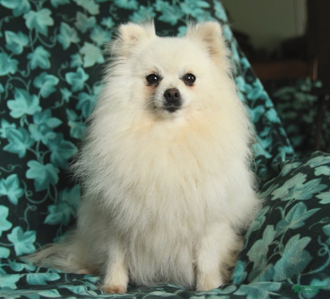 Pomeranian dogs for sale: Gloria - Image 1