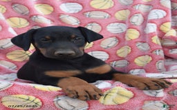 Doberman Pinscher dogs for sale: Bear - Image 1