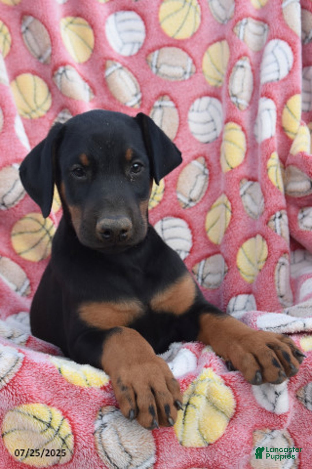 Doberman Pinscher dogs for sale: Bear - Image 1