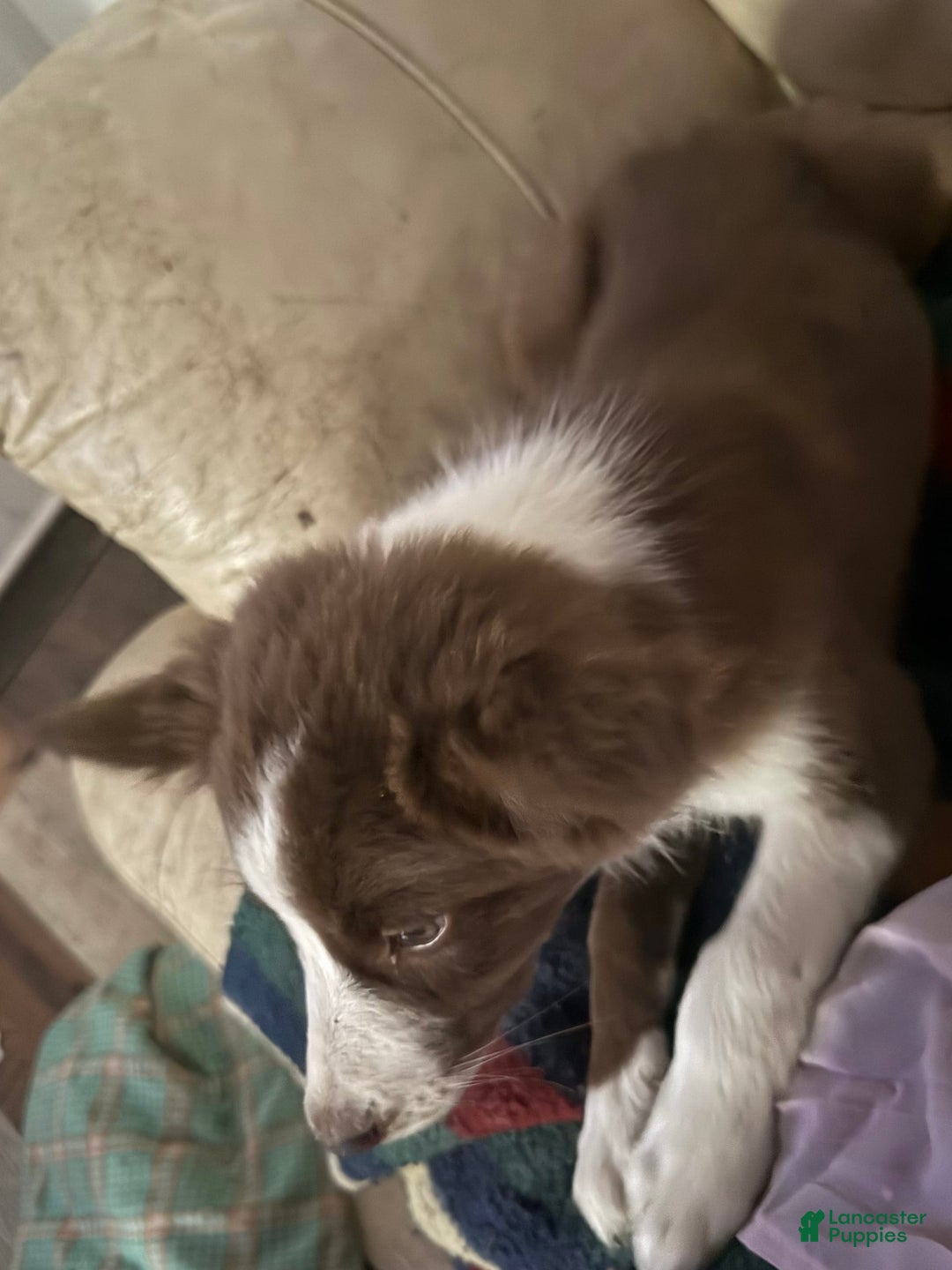 Border Collie dogs for sale: Benji - Image 3