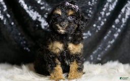 Miniature Poodle dogs for sale: Victor - Image 3