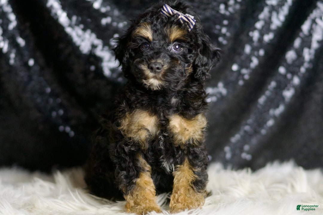 Miniature Poodle dogs for sale: Victor - Image 3