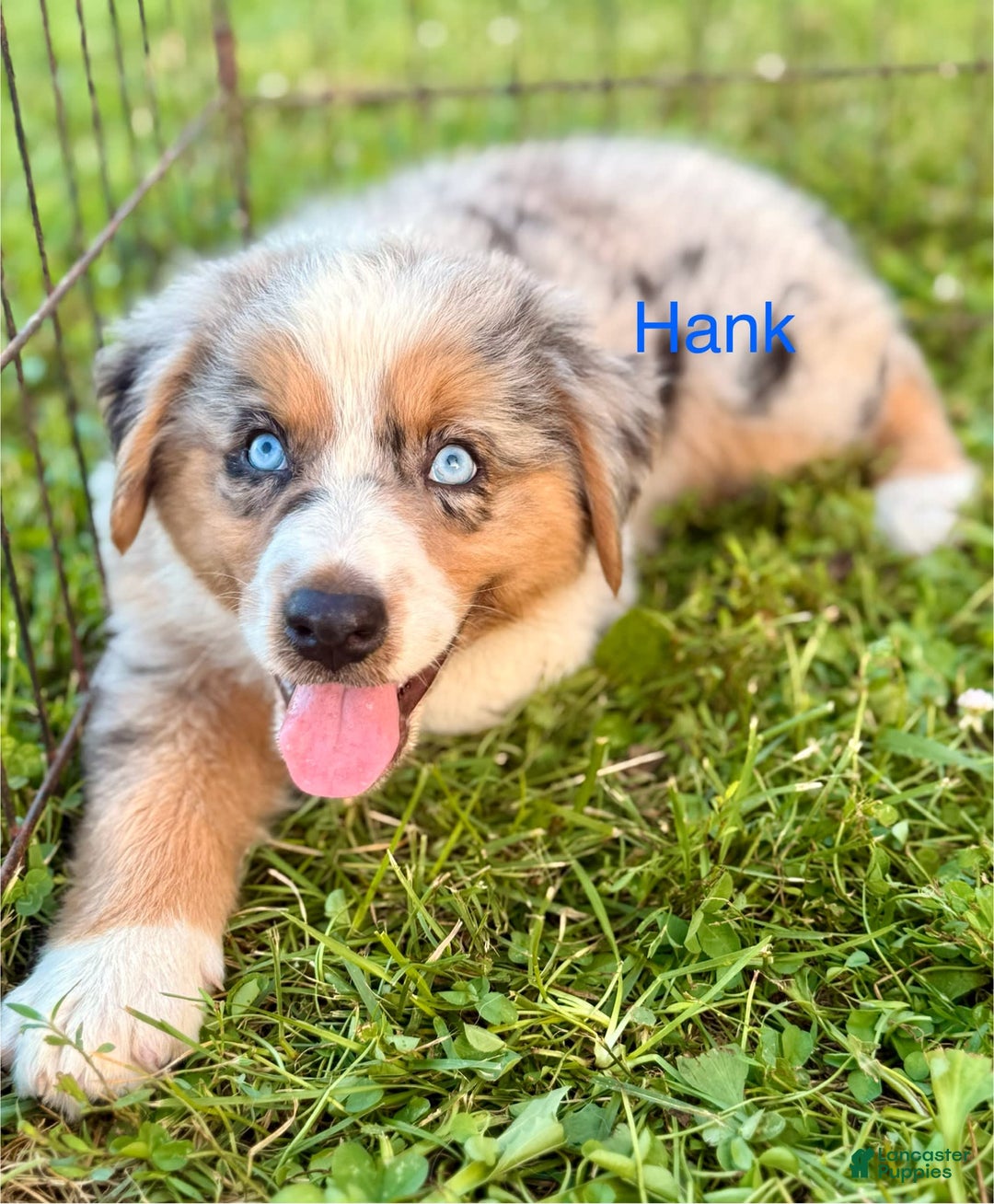 Australian Shepherd dogs for sale: Hank - Image 2