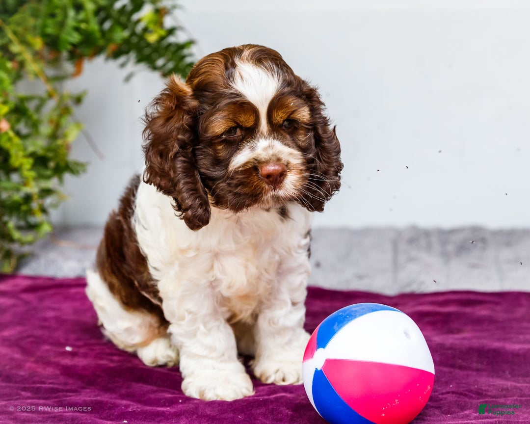 Cocker Spaniel dogs for sale: Chester - Image 5