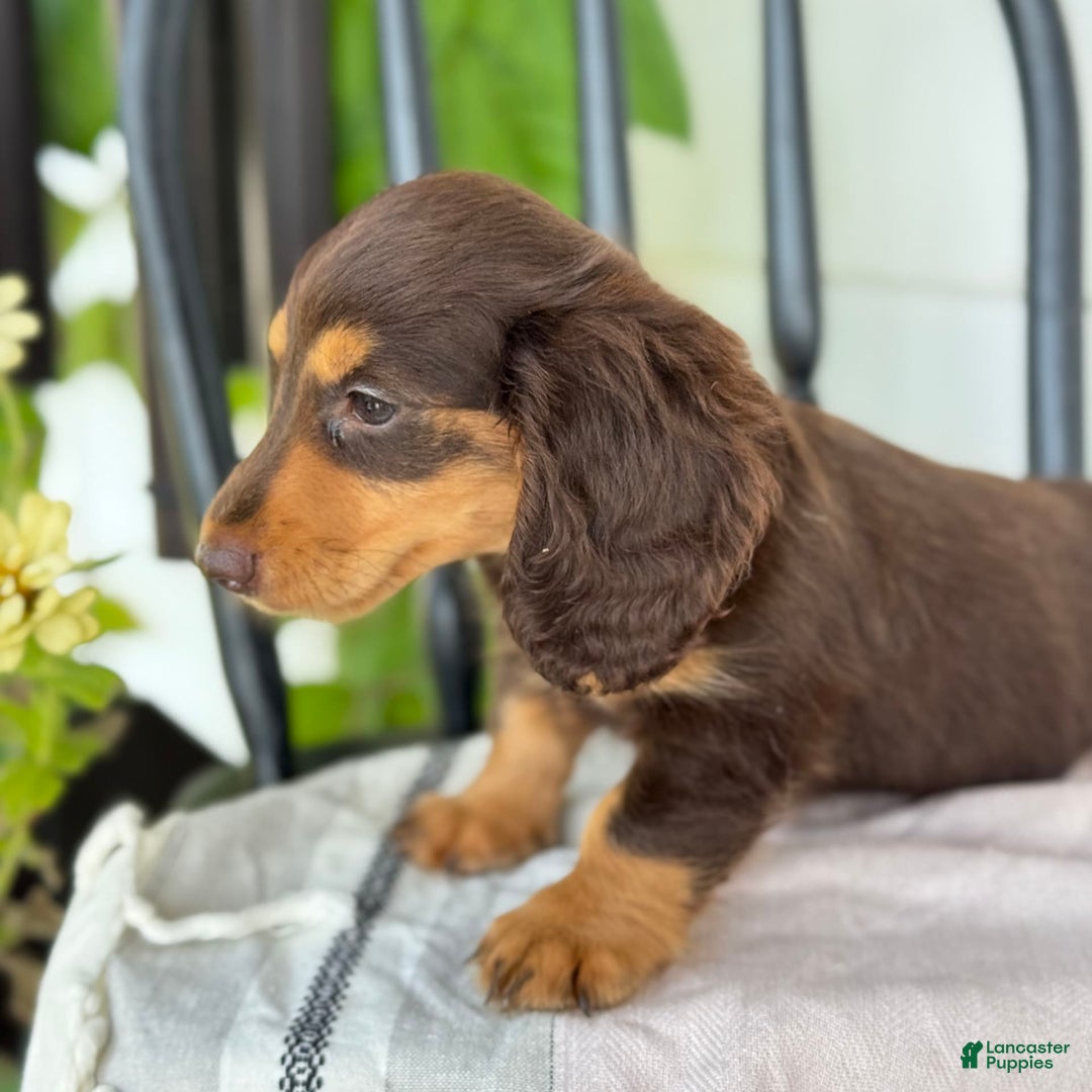 Miniature Dachshund dogs for sale: Miniature Dachshund 7 puppies - Image 28