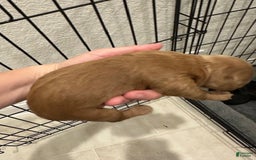 Mini Goldendoodle dogs for sale: Males Litter 2 - Image 11