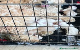 Cavachon dogs for sale: Ringo - Image 3