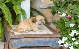 Havanese dogs for sale: Tanner - Image 4
