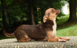 Chihuahua dogs for sale: Leo - Image 7