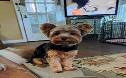 Yorkshire Terrier dogs for sale: Sheldon - Image 9