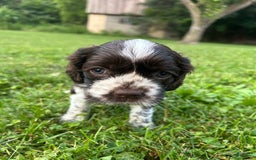 Cocker Spaniel dogs for sale: Kimmy - Image 3