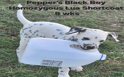Dalmatian dogs for sale: Peppers Black Boy - Image 13
